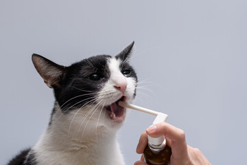Lekarstwo w sprayu dla kota, psikać płynem w koci otwarty pyszczek - obrazy, fototapety, plakaty