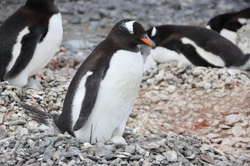 Fototapeta premium Gentoo Penguin (Pygoscelis papua) nesting at Brown Bluff, Antarctica.