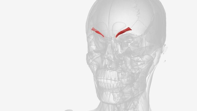 Corrugator supercilii is a paired muscle found deep to the medial end of each eyebrow.