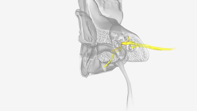 Nerves of the head and neck .