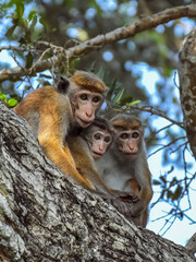 Three Peeping Monkeys