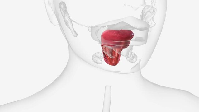 The tongue is a muscular organ in the mouth of a typical tetrapod .