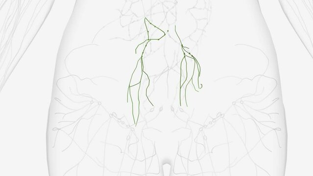 These are broadly referred to as mesenteric lymph nodes and, more specifically, ileocolic .