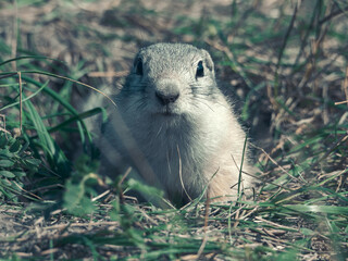 Prairie dog is looking at the camera on a grassy lawn. Close-up