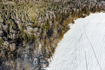 Aerial view of mixed forest in winter season with green coniferous trees