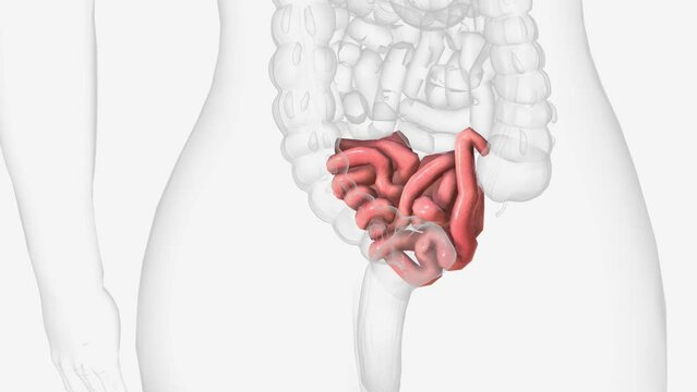 The ileum is the last and longest section of the small intestine.
