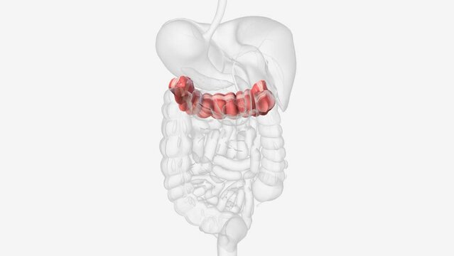 The transverse colon is the lengthy, upper part of the large intestine .