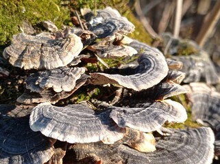 mushrooms in the forest