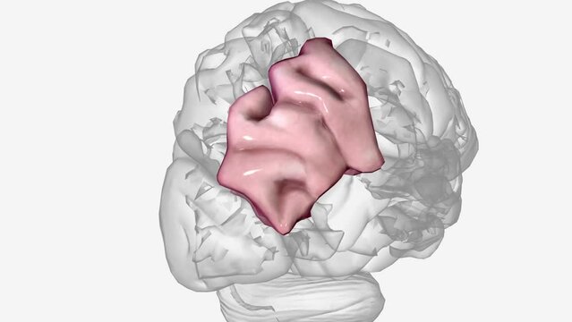 The angular gyrus is a region of the brain in the parietal lobe, that lies near the superior edge of the temporal lobe, and immediately posterior to the supramarginal gyrus .