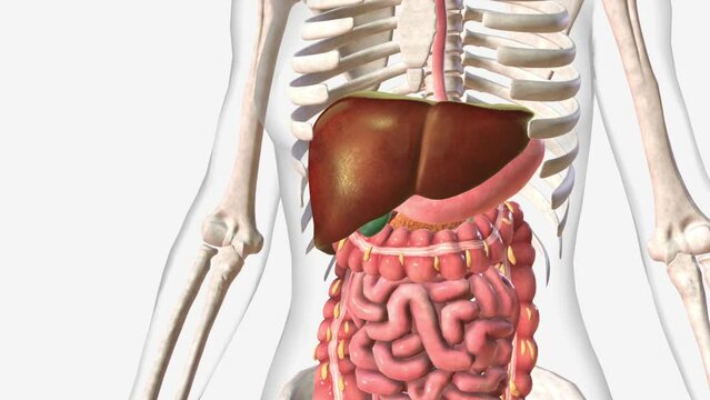 The liver is a large organ in the abdomen that performs many important bodily functions, including blood filtering.