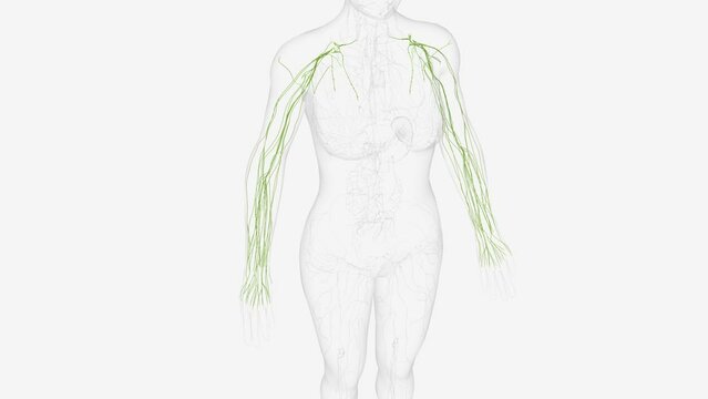 Lymphatics of upper limb 3d