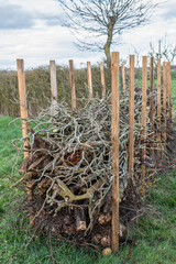 Benjeshecke aus Totholz im Garten selber bauen