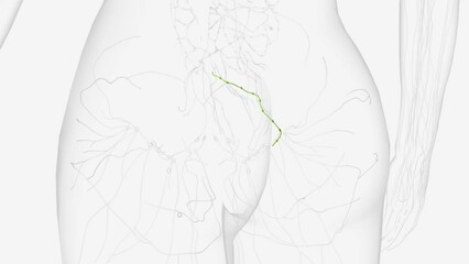 The rectum drains into the superior rectal lymphatics to the retroperitoneal inferior mesenteric lymph nodes .