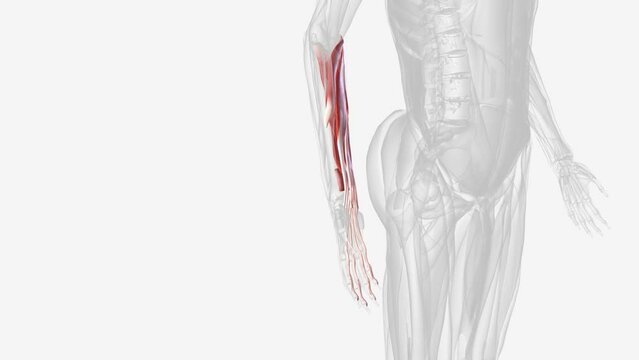 Flexor muscles of right forearm .