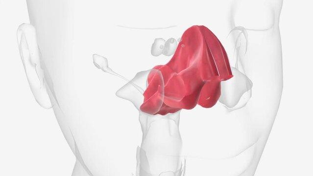 The nasal mucosa lines the nasal cavity. It is part of the respiratory mucosa, the mucous membrane lining the respiratory tract.