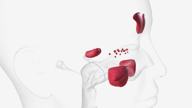 The paranasal sinuses are air filled extensions of the respiratory part of the nasal cavity.