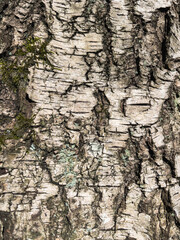 tree texture with moss