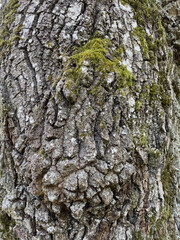 tree texture with moss