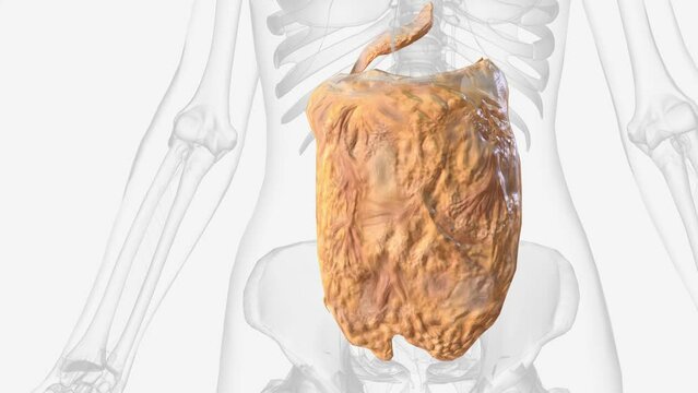 The peritoneum is a continuous membrane which lines the abdominal cavity and covers the abdominal organs .