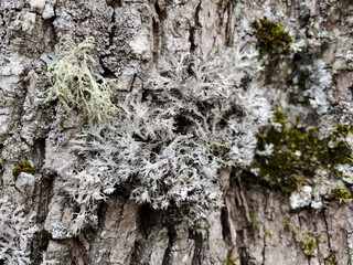 bark of a tree with moss