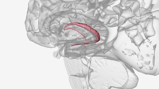 choroid plexus of cerebral hemisphere .