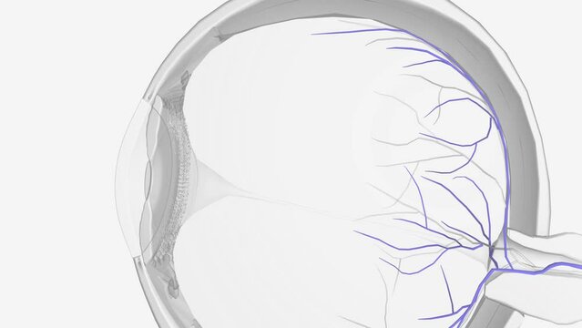 Similarly, ophthalmic veins (vortex veins) and a central retinal vein drain blood from the eye .