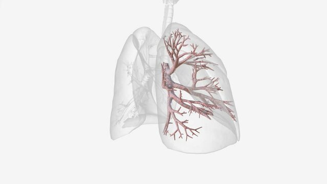 The bronchi are the two large tubes that carry air from your windpipe to your lungs.