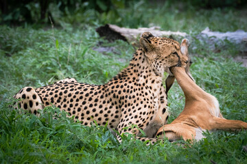 Young female cheetah suffocating a baby impala in Okavango Delta, Botswana