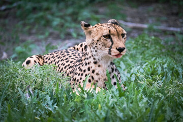 Young female cheetah with the baby impala kill in Moremi Nature Reserve, Okavango Delta, Botswana