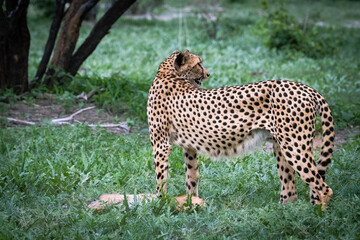 Young female cheetah with the baby impala kill in Moremi Nature Reserve, Okavango Delta, Botswana