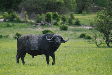 buffalo in the grass of Okavango Delta, Botswana