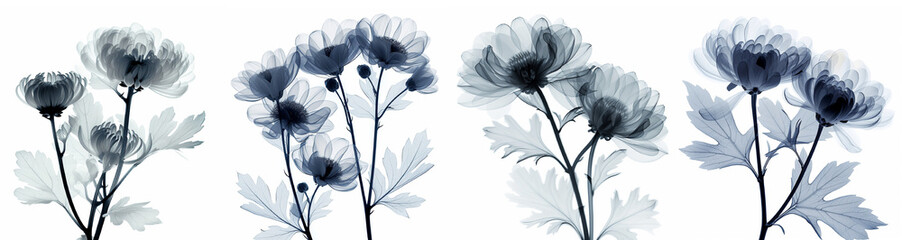 X-ray flowers on white background.  - obrazy, fototapety, plakaty