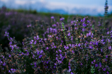 Sunset over a violet lavender field .Valensole lavender fields, Provence, Albania