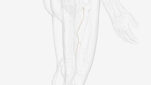 Anterior branch of right obturatcr nerve L2 L 3 L4 .