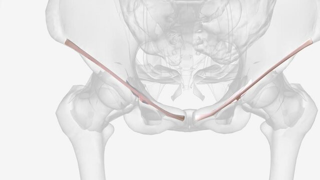 The iliolumbar ligament is a strong band of connective tissue and one of the three vertebropelvic ligaments .