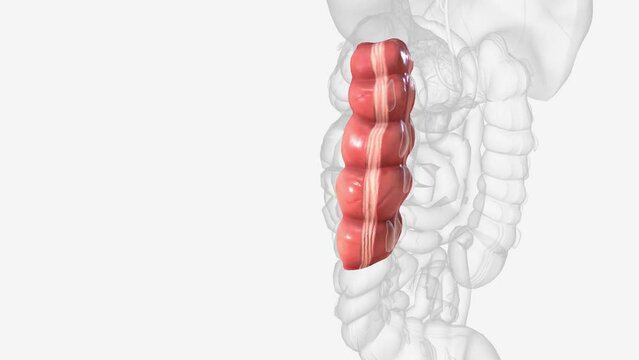 The descending colon is a part of the large intestine .