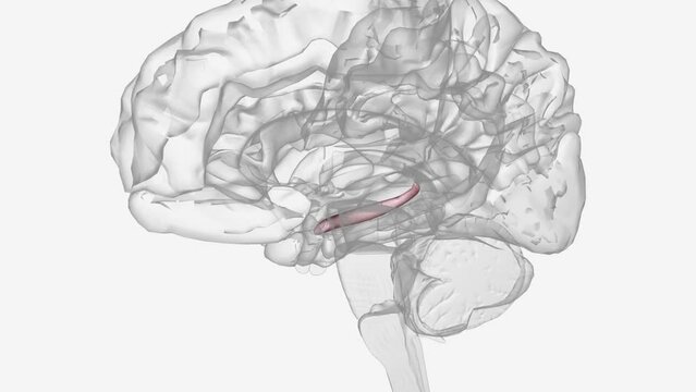 Hippocampus is a complex brain structure embedded deep into temporal lobe .