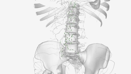 The periaortic lymph nodes (also known as lumbar) are a group of lymph nodes that lie in front of the lumbar vertebrae near the aorta