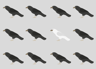 Be special. A white crow among black crows. Crows background.