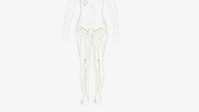 he lymphatic vessels of the lower limb can be divided into two major groups superficial vessels and deep vessels.