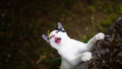 white and black cat ready to attack while looking at you and roaring