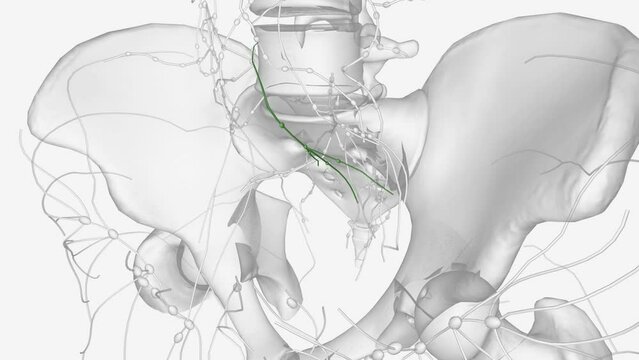 The sacral lymph nodes are placed in the concavity of the sacrum,