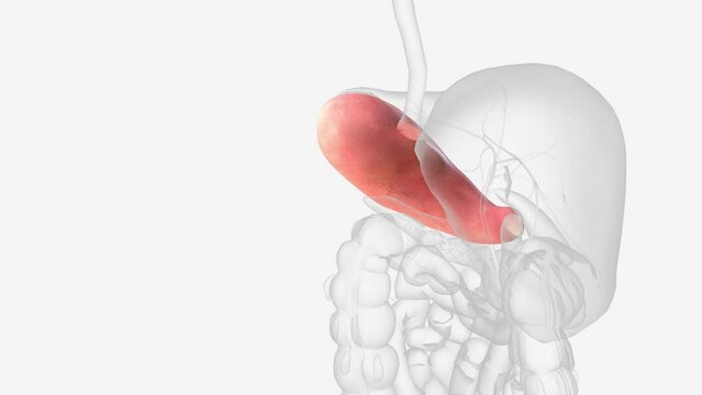 The stomach is a J-shaped organ that digests food.