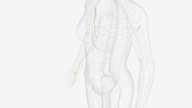 ulnar nerve and terminal branches .