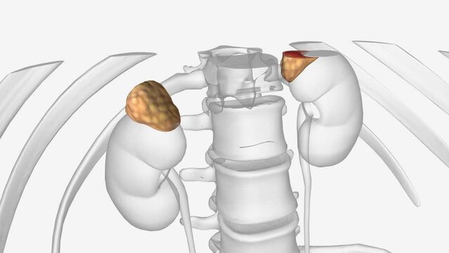 The adrenal glands are small glands attached to the top of each kidney.