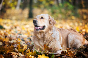 Happy Golden Retriever Dog  Joyfully Lying In Pile Of Fall Leaves. Selective focus, copy space 