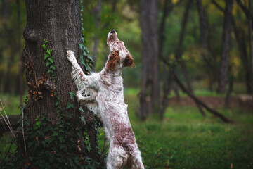 Young female English Setter dog outside. The dog put its paws on the tree and looks up at a tree. Hunting dog. Selective focus