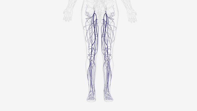 The veins of the lower limb drain deoxygenated blood and return it to the heart .