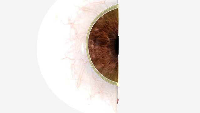 The cornea is the clear outer layer at the front of the eye .