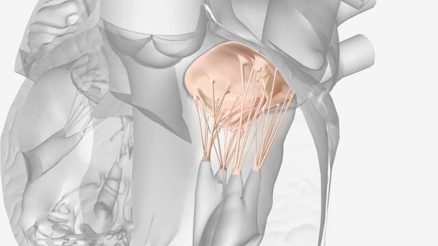 Mitral valve disease is a problem with the valve located between the left heart chambers .